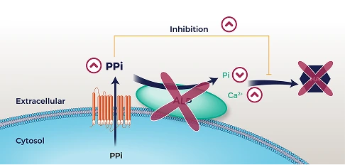 Diagram showing the role of ALP in bone mineralization